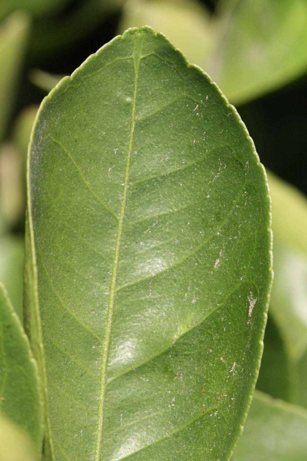              Margin (Riverside, CA)       